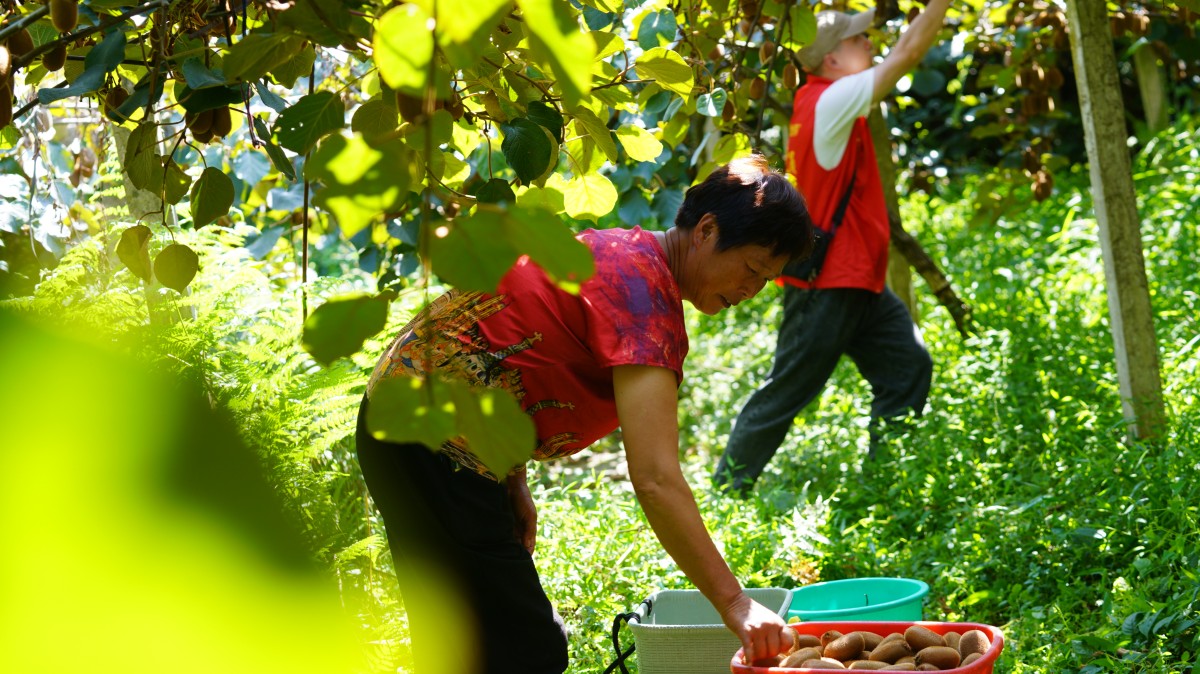 貴州擺茅村：金秋獼猴桃喜獲豐收